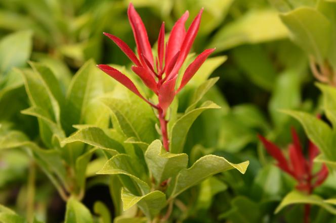 Pieris japoński ‘Mountain Fire’ - Pieris japonica ‘Mountain Fire’