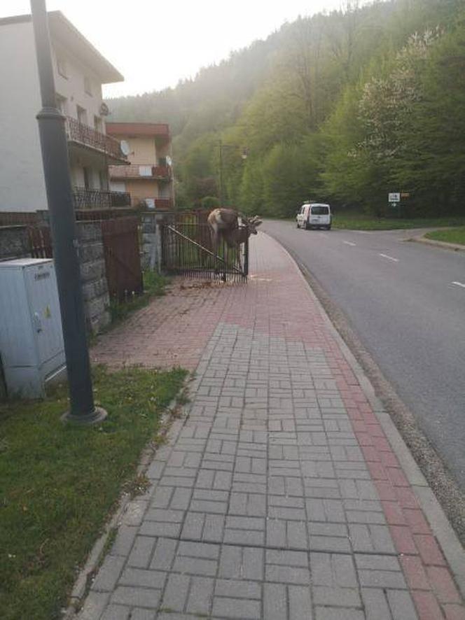 Piękny jeleń NABIŁ się na ogrodzenie. STRASZNY los zwierzęcia