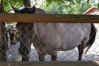 O pracy w ogrodach zoologicznych i o koniach. Ferie w zielonej klasie w Mini Zoo w Lesznie