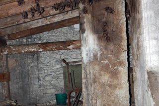 Nietoperze zamieszkały w szkole. To prawdziwa kolonia