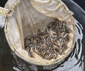Troć Wędrowna wraca do świętokrzyskich rzek po stuleciu nieobecności!