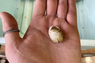 W warszawskim ZOO przyszedł na świat malutki żółwik