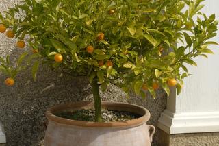 Drzewko cytrusowe