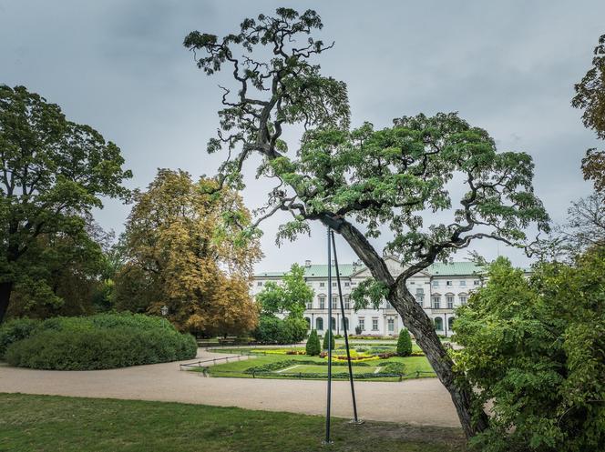 Robinia biała Crispa ze Śródmieścia