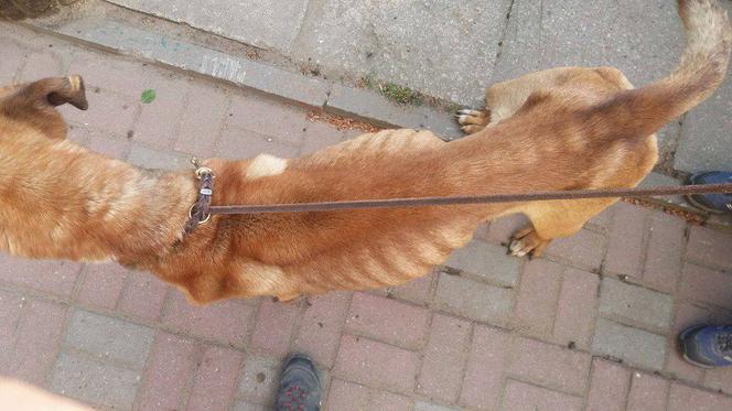 Egona właściciele porzucili w środku lasu