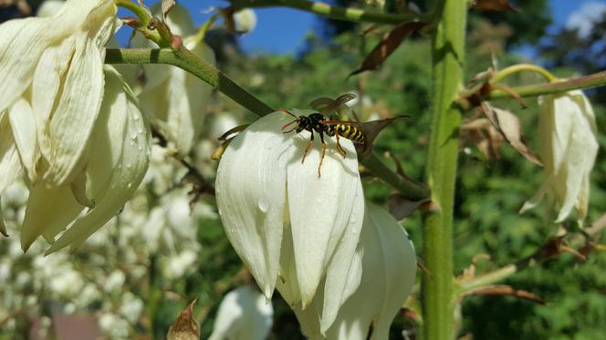 Są kolorowe, pachnące i... smaczne! Ogród Botaniczny zaprasza na jadalne kwiaty