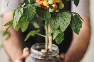 Pomidorki koktajlowe na balkonie
