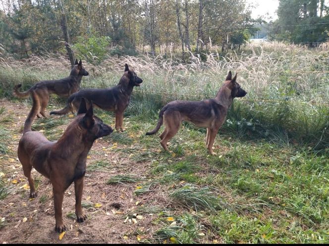 "Dobry, serdeczny". Puławy pogrążone w żałobie. W poniedziałek pogrzeb pana Marcina, którego zagryzły psy