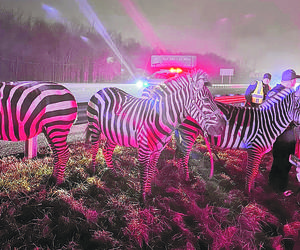 Ratowali zebry na autostradzie