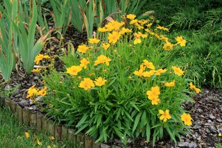 Nachyłek wielkokwiatowy - Coreopsis grandiflora