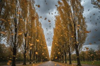 Uwaga! Silny wiatr nad Lesznem może zaskoczyć mieszkańców – IMGW wydaje alert