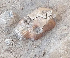 Kolejne wyjątkowe odkrycie w Pniu pod Bydgoszczą. Z polskimi naukowcami pracuje Indiana Jones z Liverpoolu, wcześniej badał Całun Turyński 