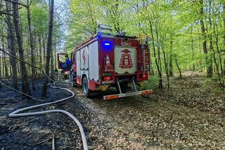 Pożar w lesie w Lubuskiem. Interweniowały służby