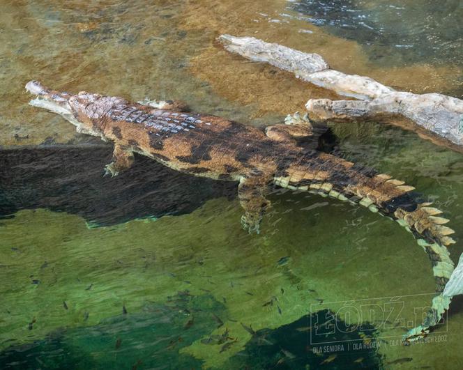 Te olbrzymy właśnie przyjechały do łódzkiego Orientarium. Robią wrażenie!