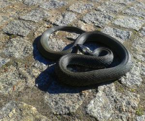 120 centymetrowy wąż na jednym z płockich osiedli