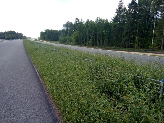 Fragmenty obwodnicy Bielska Podlaskiego