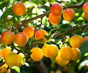 Mirabelki - właściwości i zastosowanie w kuchni