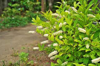 Itea wirginijska - Itea virginica