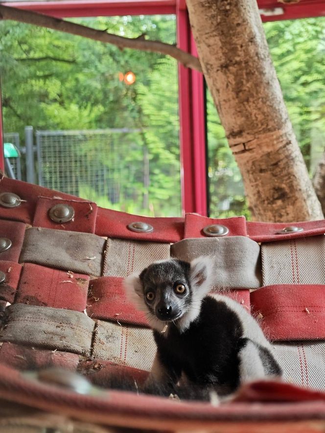 Narodziny w Śląskim Ogrodzie Zoologicznym. Maleńki lemur Rapid zachwyca odwiedzających