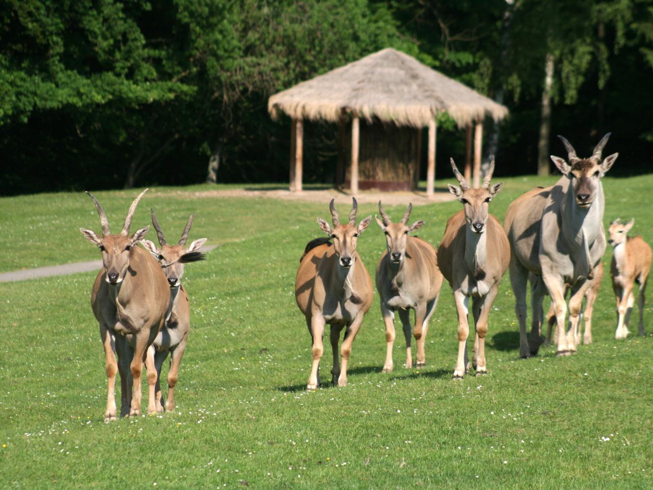 Afrykańskie lato w zoo safari w Czechach