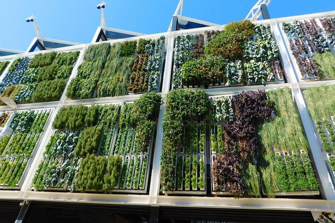 Zielone ogrody na ścianach budynków