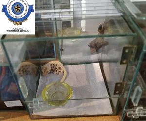 Dramatyczna interwencja w sklepie zoologicznym na Śląsku. Zwierzęta przetrzymywane w skandalicznych warunkach