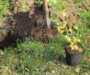 Jak prawidłowo sadzić borówkę amerykańską jesienią?