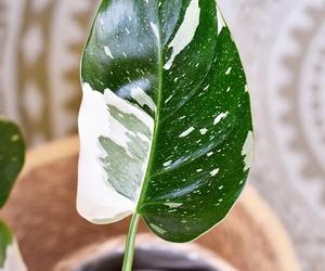 Philodendron 'White Princess'