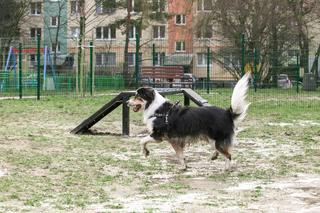 Na Bałutach powstał nowy psi park