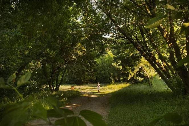 Gigantyczny spór o Park Naturalny Wrzosowisko. Ogromne emocje podczas sesji Rady Miasta Torunia