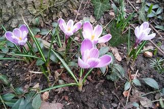 Krokusy w Warszawie [ZDJĘCIE DNIA]