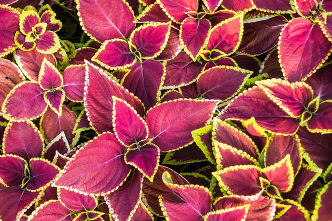 Ciekawe odmiany koleusa do ogrodu i na balkon