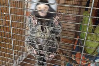 Bytomianka znęcała się nad zwierzętami