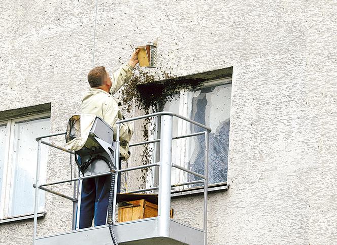 Warszawa. Pszczoły nastraszyły lokatorów ZDJĘCIA