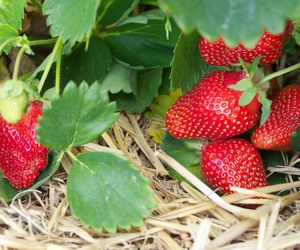 Truskawka = poziomka truskawka - Fragaria × ananassa
