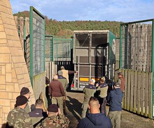 Nowa żyrafa w gdańskim ZOO