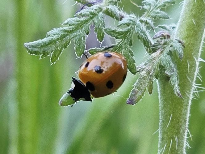 Łąki kwietne na Podkarpaciu