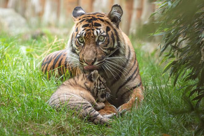 Mała tygrysica z wrocławskiego zoo otrzymała "słoneczne" imię