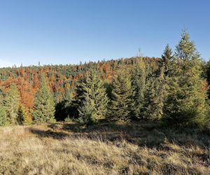 To miejsce w Małopolsce najpiękniej wygląda późną jesienią według AI. Ma status kultowego