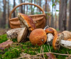 W leśnym rowie znaleźli leżącą kobietę. Miała problemy z mówieniem i poruszaniem się