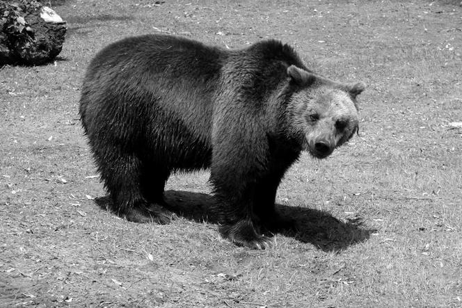 Niedźwiedzica Jola z białostockiego Akcent ZOO nie żyje