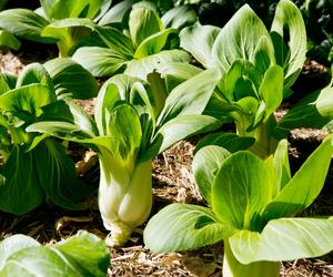 Kapusta pak choi