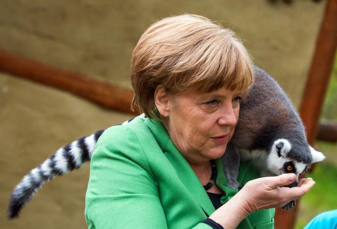 Merkel obsiadły papugi