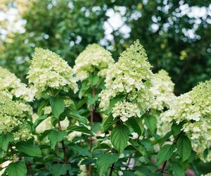 Hortensja bukietowa 'Polar Bear'