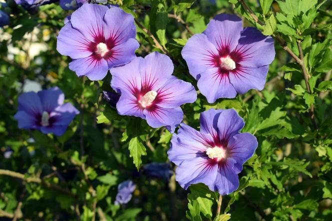 Ketmia syryjska 'Blue Bird'