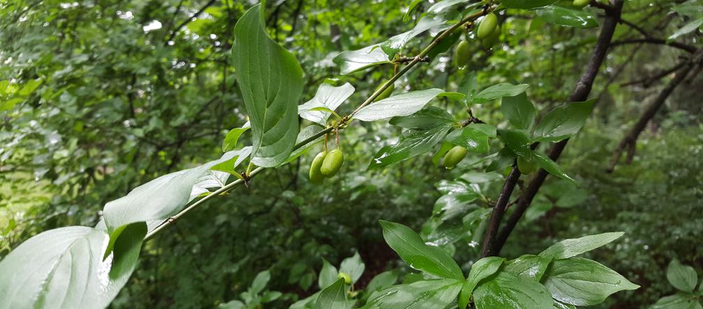 Jadalne rośliny w Ogródzie Botanicznym UKW