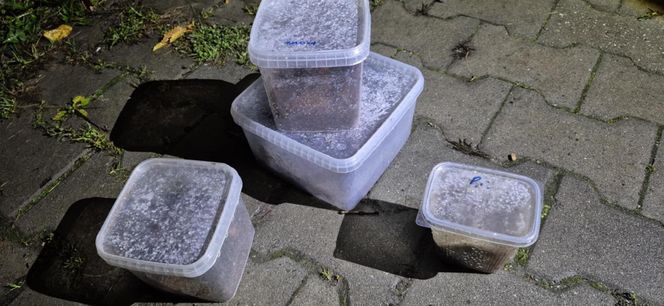 Otworzył kosz na śmieci i zamarł! Odkrycie jak z horroru w Krakowie