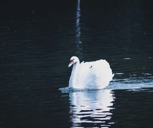 Ptasia grypa atakuje w woj. lubelskim. Znaleziono kilka martwych łabędzi 