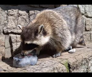 Szopy z Mini ZOO dostały lody