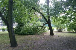 Burza nad Radomiem! Wichura połamała drzewa